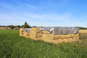 Straw for diesel feedstock