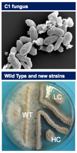 Dyadic C1 microorganism