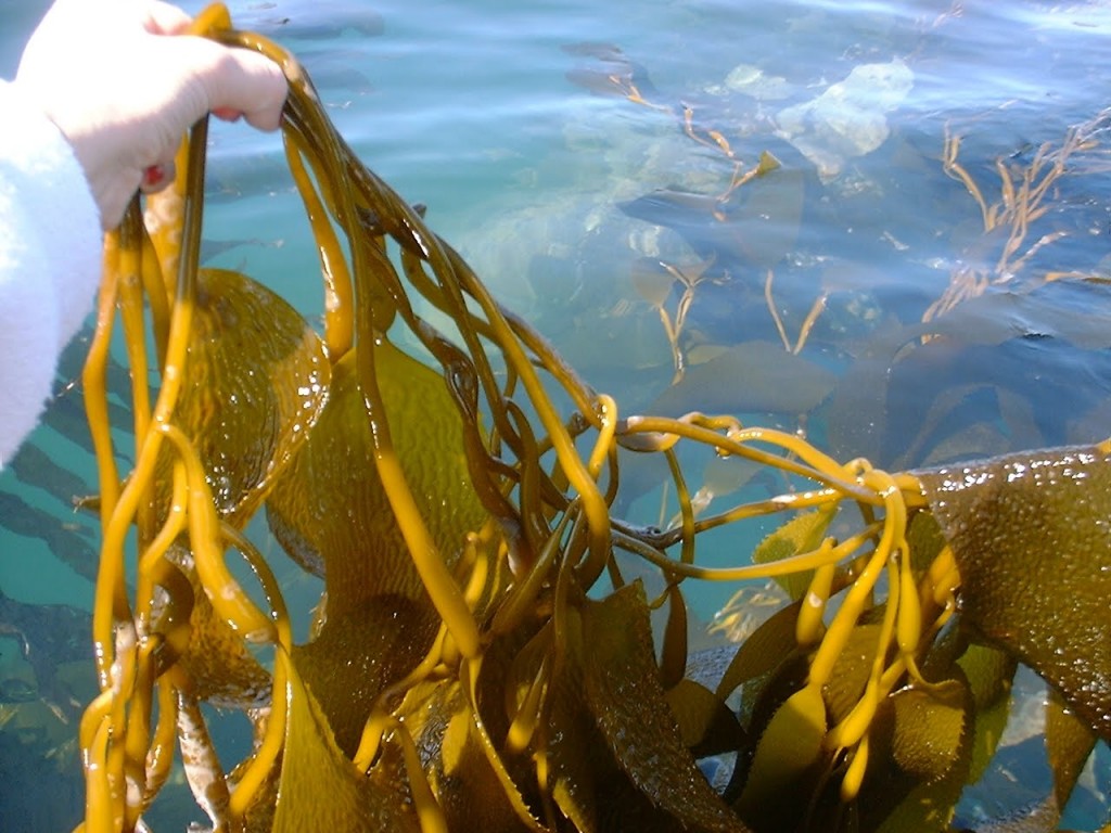 Strong algae momentum | Green Chemicals Blog